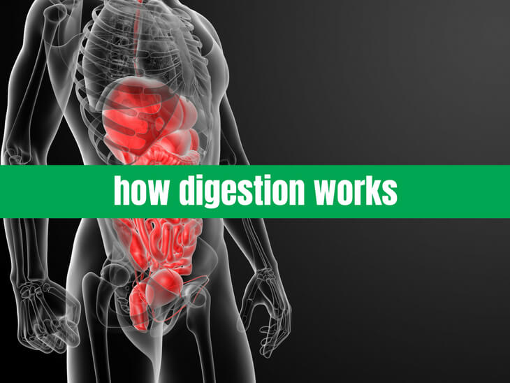 how digestion works