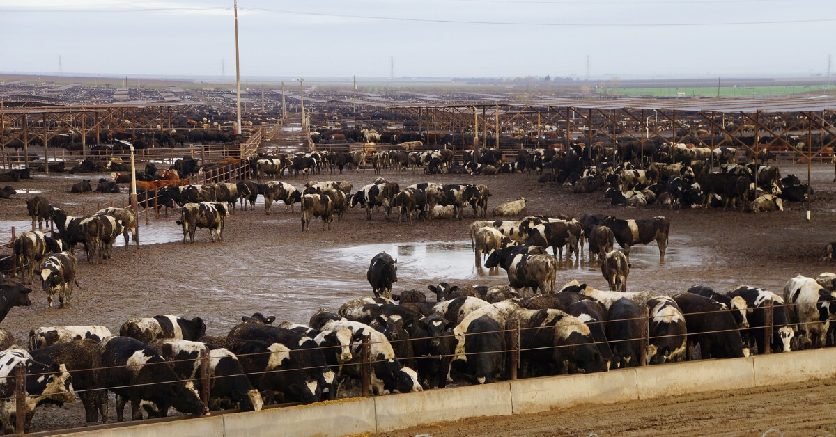 is grass-fed beef better (1) grass-fed beef better